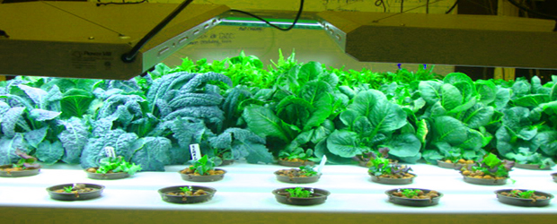 download hydroponics gardening for free