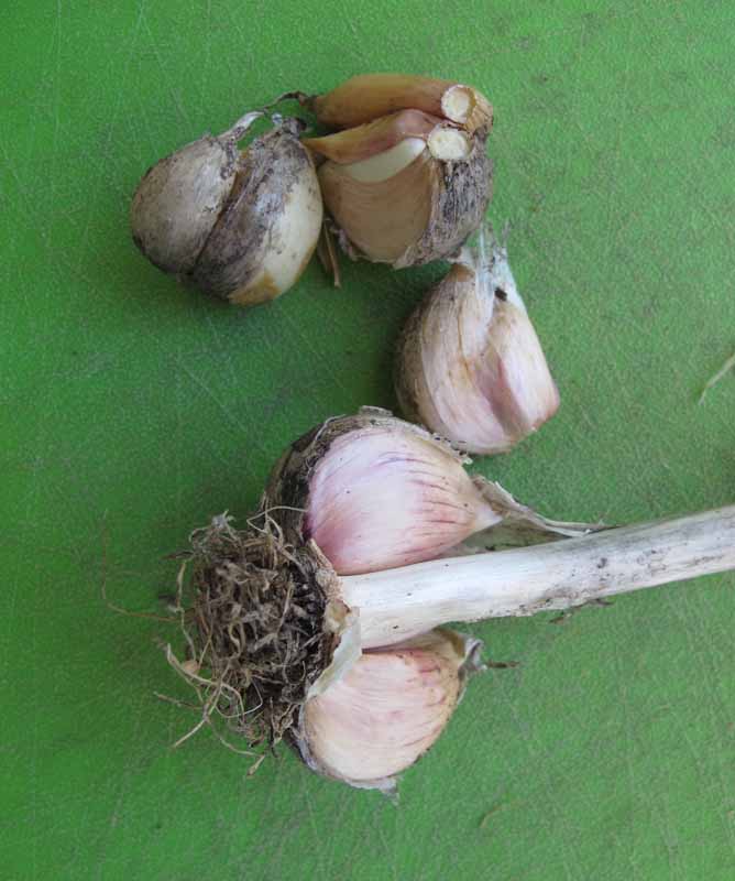 Plant garlic now for a delicious summer harvest | The Chester Telegraph